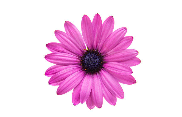 istock Beautiful Osteospermum flower isolated 2241024823