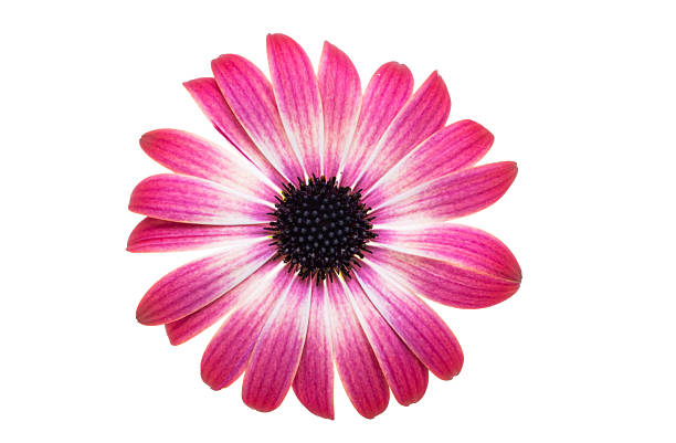 istock Beautiful Osteospermum flower isolated 2241025853