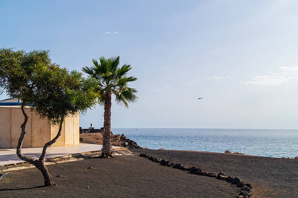 A solitary palm tree and a sculptural shrub grow in volcanic black soil near a light-colored building on Lanzarote’s Atlantic shoreline. The tranquil seascape, minimal architecture, and clear blue sky evoke peaceful, natural island vibes.