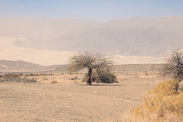Single dry tree in a vast desert landscape with hazy mountains in the background. Catamarca, Argentina