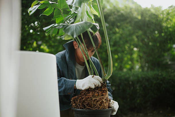 istock Man planting at home. 2241026372