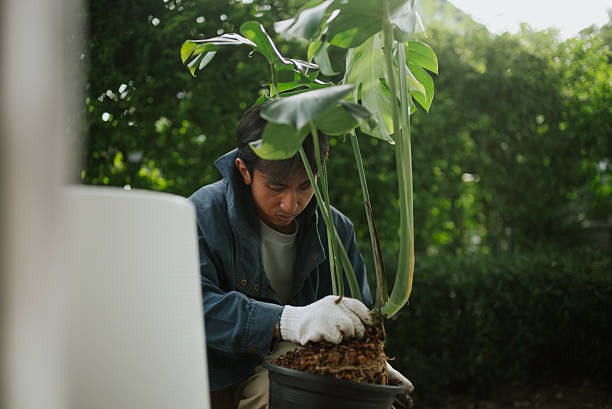 istock Man planting at home. 2241026380