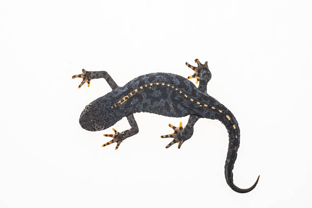 A photo of the alpine newt isolated on a white background