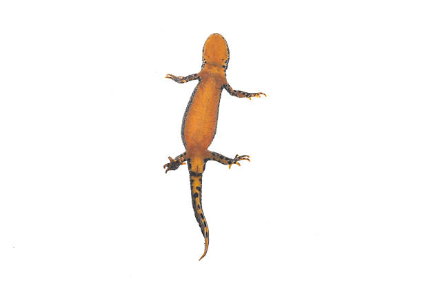 istock Alpine newt Ichthyosaura alpestris 2241026444
