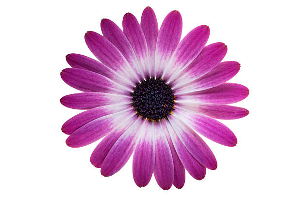istock Beautiful Osteospermum flower isolated 2241026470