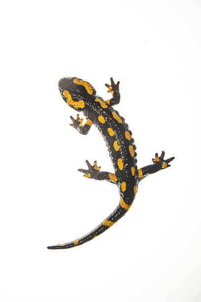 Dendrobates leucomelas comes from the genus Dendrobates of the family Dendrobatidae