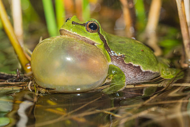 istock European Tree frog Hyla arborea 2241026553