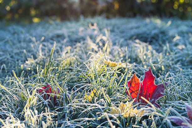 istock Autumn landscape with a bright red maple leaf lying on the grass covered with blue shiny crystals of hoarfrost on a frosty morning 2241027775