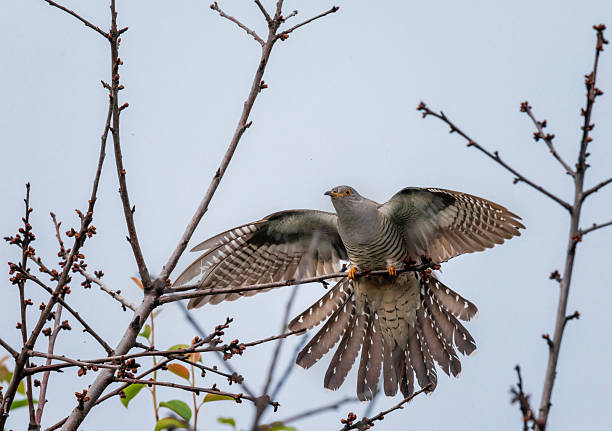istock The common cuckoo bird sits on the branches of a tree against the sky, spreading its feathers and wings. 2241027776