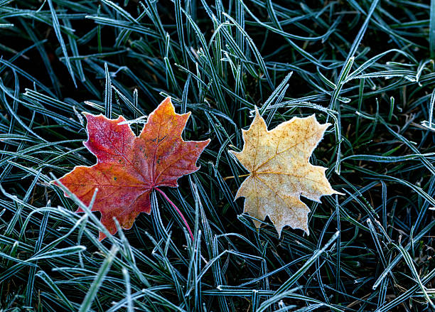 Two multi-colored bright maple leaves lie on the grass covered with shiny crystals of hoarfrost on a frosty autumn morning