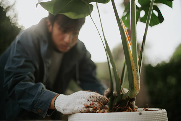 istock Man planting at home. 2241028026