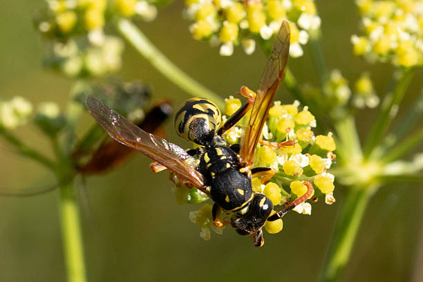 istock Poliste gaulois (Polistes dominula) 2241028062