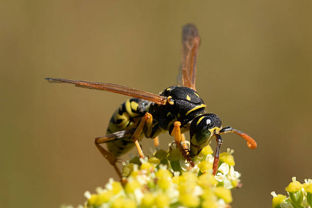 istock Poliste gaulois (Polistes dominula) 2241028069