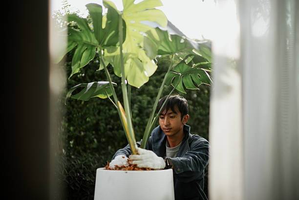 istock Man planting at home. 2241028089
