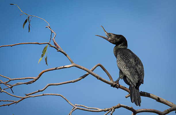 istock Black Shag or cormorant on perch overlooking lake 2241028103