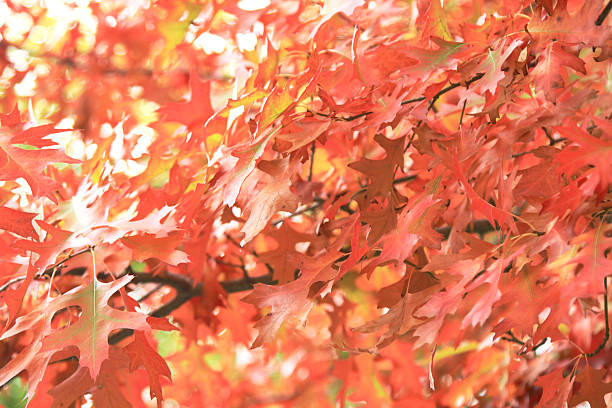 Vibrant red maple leaves densely clustered on branches, showcasing autumn colors and textures, creating a warm atmosphere with natural beauty and inviting ambiance, perfect for seasonal themes and designs with copy space