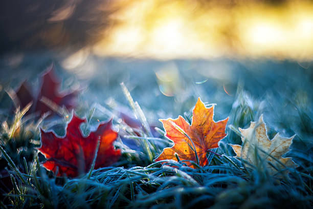 Artistic autumn landscape with bright multi-colored maple leaves lying on the grass covered with blue shiny crystals of hoarfrost on a frosty morning in the park