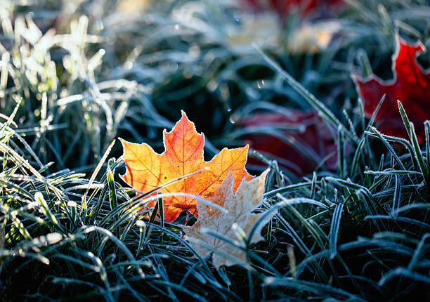 istock autumn landscape with bright multi-colored maple leaves lying on the grass covered with blue shiny crystals of hoarfrost on a frosty morning in the park 2241028807