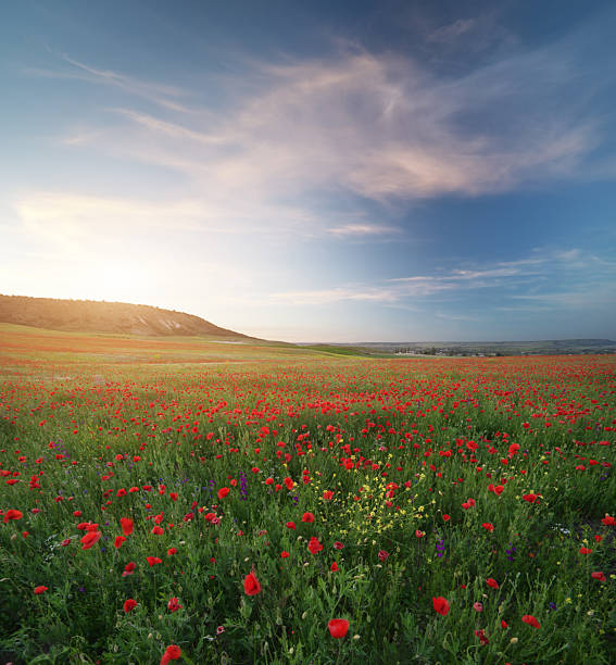 istock Spring meadow of poppy flowers at sunset. 2241029441