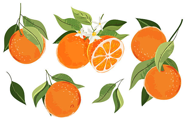 Orange citrus tropical fruits set. Vector watercolor hand drawn illustration. Grapefruit harvest on branch. Citric isolated vintage print design elements