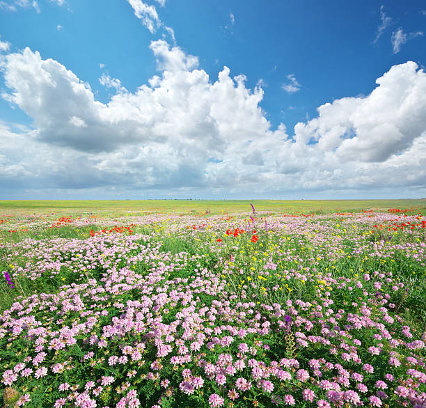 Spring meadow of flowers. Nature composition.