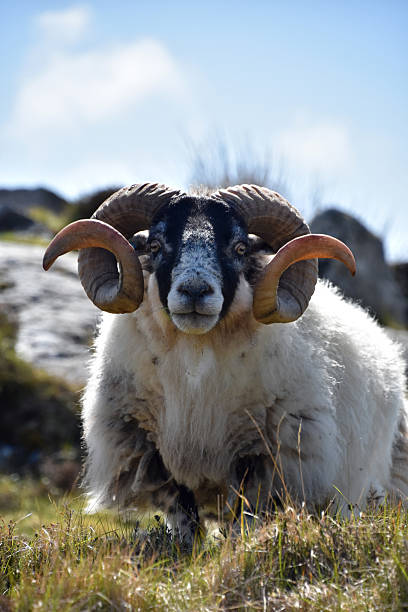 istock Twisted Horns on a Sheep in the Outer Hebrides 2241030044
