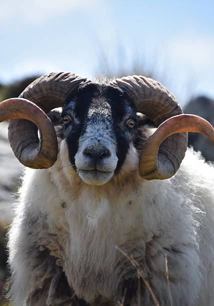 istock Twisted Curled Horns on a Blackface Sheep 2241030054