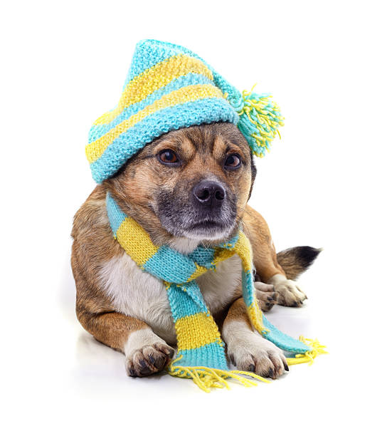 istock Dog in a hat and scarf. 2241036792