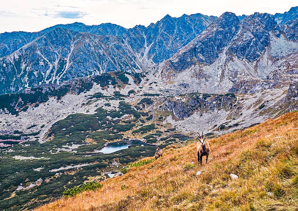 istock Mountain chamois in the Tatra Mountains 2241037202
