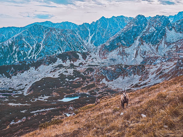 istock Mountain chamois in the Tatra Mountains 2241037276