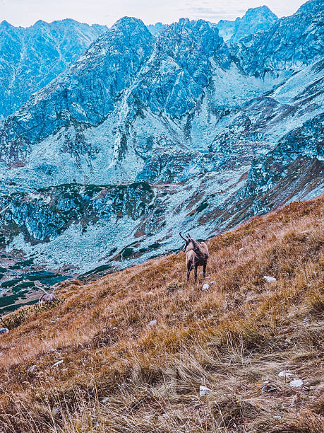 istock Mountain chamois in the Tatra Mountains 2241037547