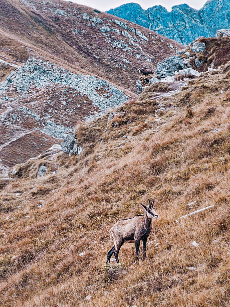 istock Mountain chamois in the Tatra Mountains 2241037579