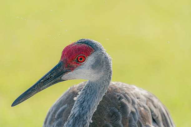 A close-up headshot of an adult sandhill crane.