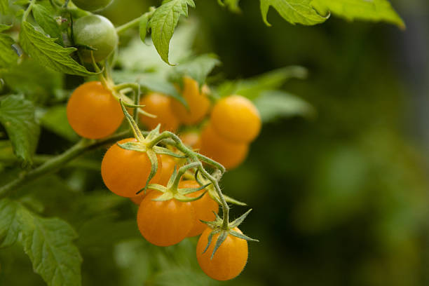 istock Yellow cherry tomatoes on the vine in a garden 2241037927