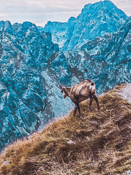 Mountain chamois in the Tatra Mountains