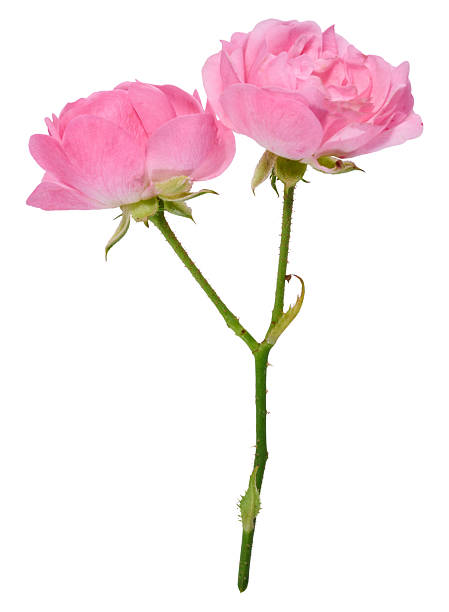 istock Branch with pink rose buds on a stem on an isolated background 2241038349