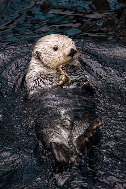 istock Relaxed Sea Otter Floating on Water Surface 2241039466