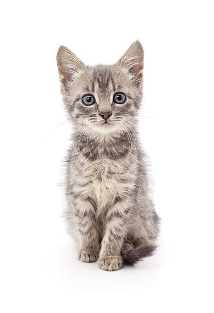Little gray kitten looking at the camera isolated on a white background.