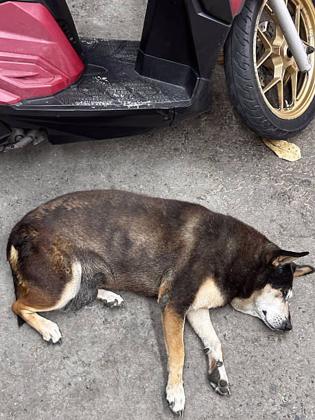 istock A brown and black mixed-breed dog peacefully sleeps on a rough concrete ground, partially obscured by a red and black scooter. This urban scene captures a quiet moment of canine rest. 2241040016