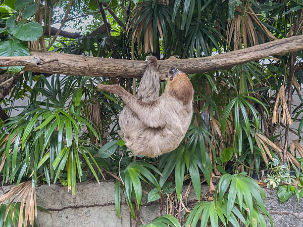 A serene three-toed sloth gracefully hangs upside down from a thick tree branch amidst lush tropical foliage, showcasing its slow-paced arboreal lifestyle in a vibrant jungle habitat.