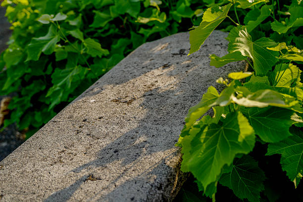 istock Sunlit Stone Bench Among Bright Green Foliage 2241041161