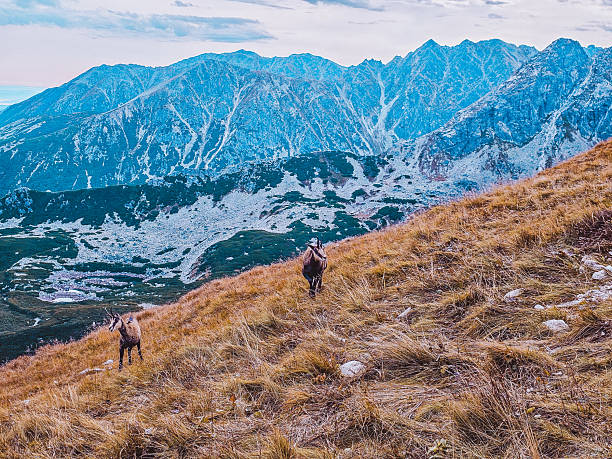 istock Mountain chamois in the Tatra Mountains 2241041179