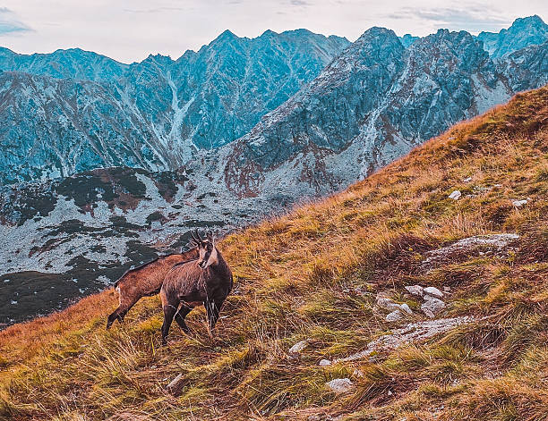 istock Mountain chamois in the Tatra Mountains 2241041307