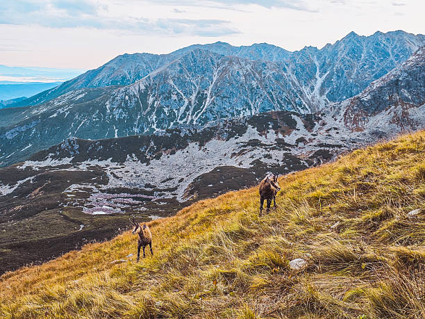 istock Mountain chamois in the Tatra Mountains 2241044099