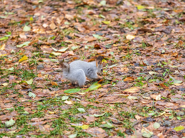 A young squirrel stands alert among colorful autumn leaves, its expressive eyes full of life and energy.