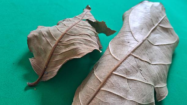 istock Dry leaves on a green background 2241049477