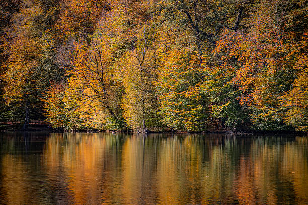 Autumn in the forest and  mountains