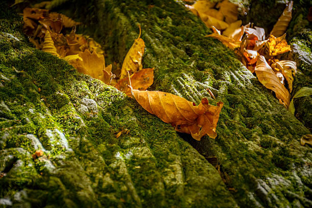 istock Cross stones in the forest 2241049837