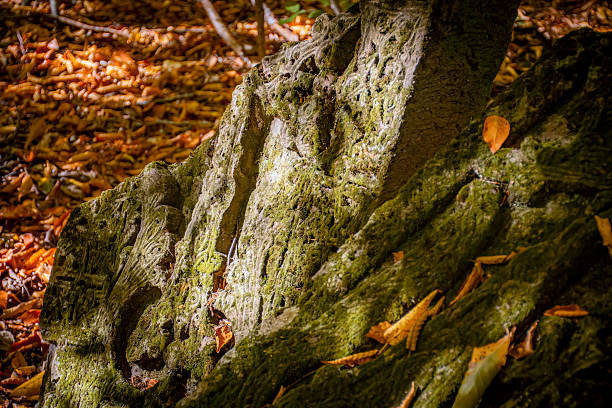 Cross stones in the forest