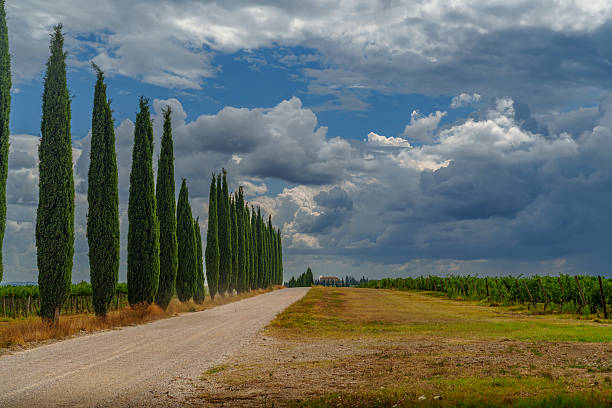 Straight countryside road flanked by tall cypress trees and green vineyards on a cloudy day.